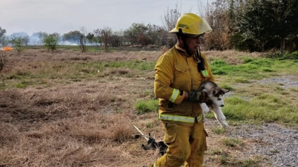 Bomberos Rescatan a Perritos Atrapados En Incendio En Linares | Ciudadano Seguros Bomberos Rescatan a Perritos Atrapados En Incendio En Linares