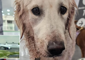 Maple llega herida tras vuelo de Aeroméxico