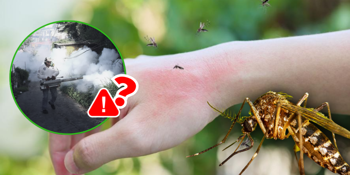 Dengue | Ciudadano Seguros Dengue | Ciudadano Seguros