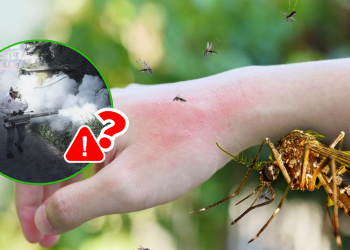 Dengue | Ciudadano Seguros Dengue | Ciudadano Seguros