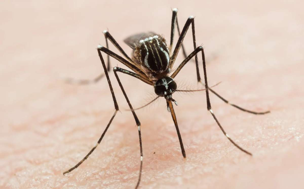 Image | Ciudadano Seguros Nuevo León Reporta Su Primera Muerte Por Dengue En 2025. Expertos Critican La Falta De Acciones Del Gobierno Estatal Ante El Avance Del Virus.