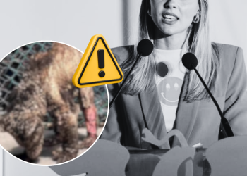 Maltrato Animal De Mariana Rodríguez | Ciudadano Seguros Maltrato Animal De Mariana Rodríguez | Ciudadano Seguros