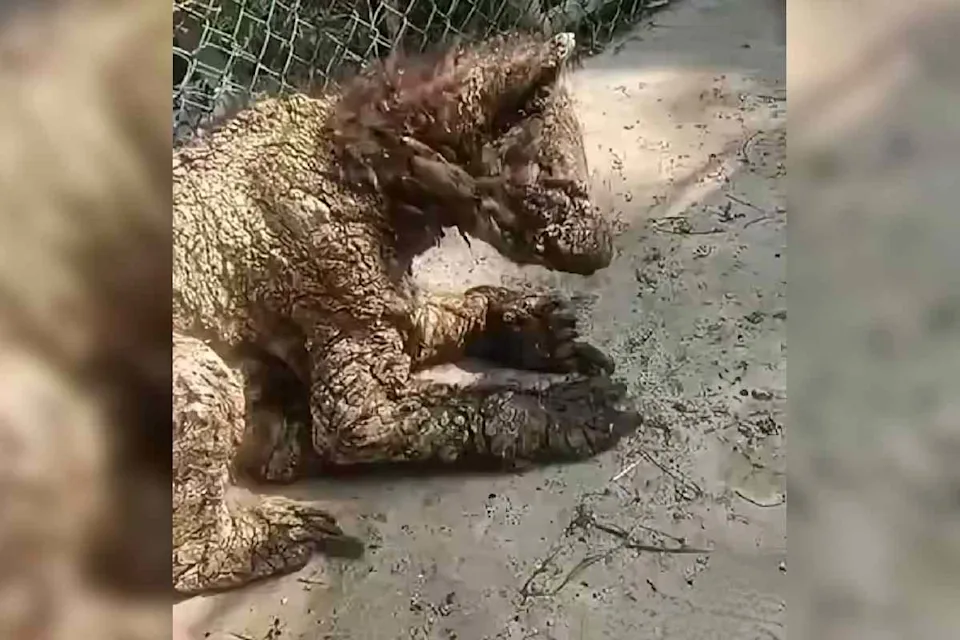 Image | Ciudadano Seguros El Maltrato Animal De Mariana Desató Críticas Ante La Inacción Del Gobierno Estatal Tras Revelarse Que Vio a La Osa Mina Enferma En La Pastora Y No Actuó.