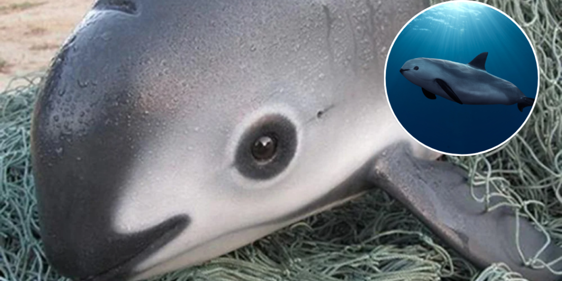 Vaquita Marina | Ciudadano Seguros