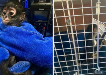 Mono Araña En Escobedo | Ciudadano Seguros Mono Araña En Escobedo | Ciudadano Seguros