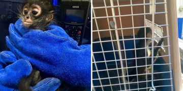 Mono Araña En Escobedo | Ciudadano Seguros