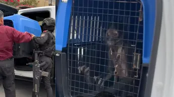Autoridades Rescatan Mono Araña En Escobedo Tras Reporte Ciudadano; El Animal Estaba En Cautiverio Y La Fiscalía Abrió Investigación Por Tenencia Ilegal.