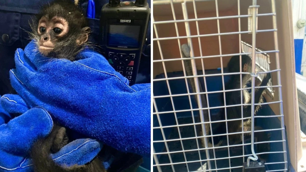 Autoridades Rescatan Mono Araña En Escobedo Tras Reporte Ciudadano; El Animal Estaba En Cautiverio Y La Fiscalía Abrió Investigación Por Tenencia Ilegal.