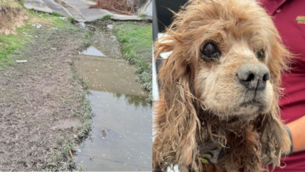 Rescate-de-perro | Ciudadano Seguros Rescate De Perro
