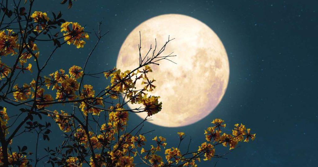 Observa La Luna De Flores Durante La Primera Semana De Mayo