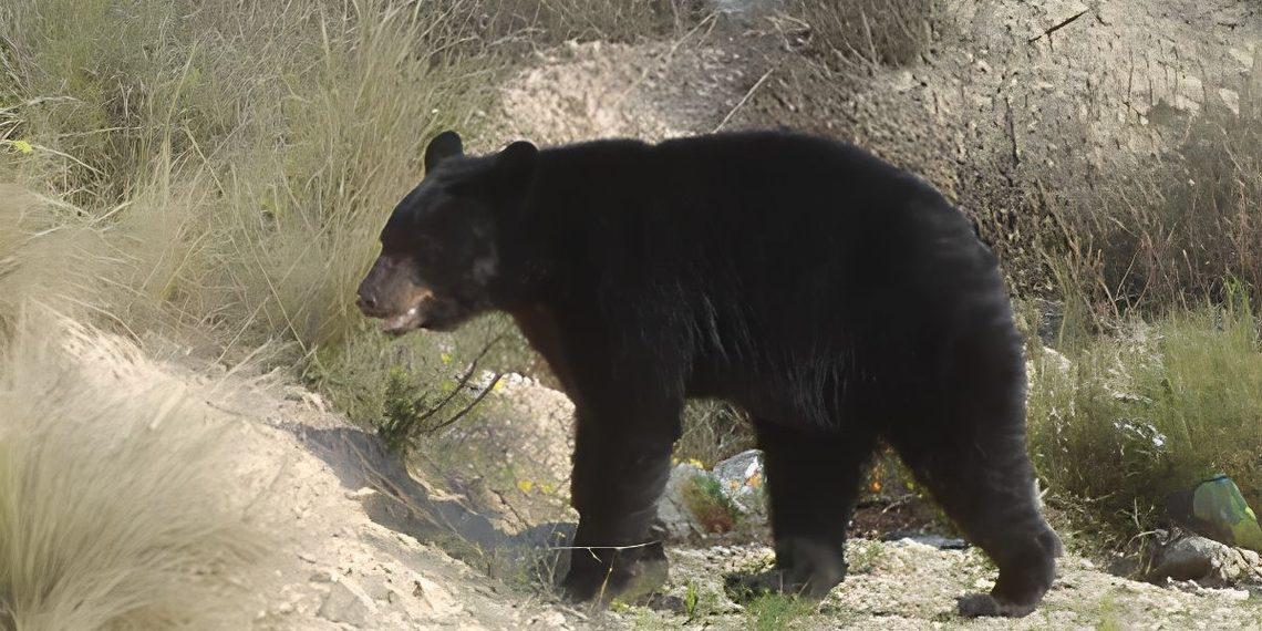 Oso Entra a Domicilio En San Pedro | Ciudadano Seguros