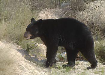 Oso Entra a Domicilio En San Pedro | Ciudadano Seguros Oso Entra a Domicilio En San Pedro | Ciudadano Seguros