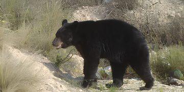 Oso Entra a Domicilio En San Pedro | Ciudadano Seguros